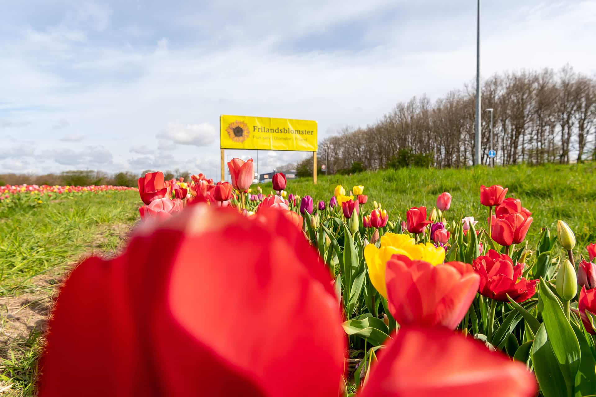 010522 Frilandstulipaner 01 foto BlumePress