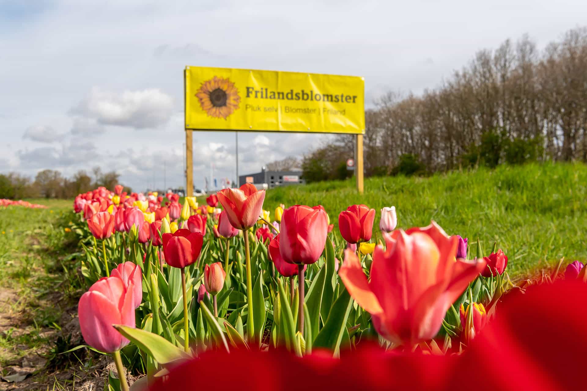 010522 Frilandstulipaner 02 foto BlumePress