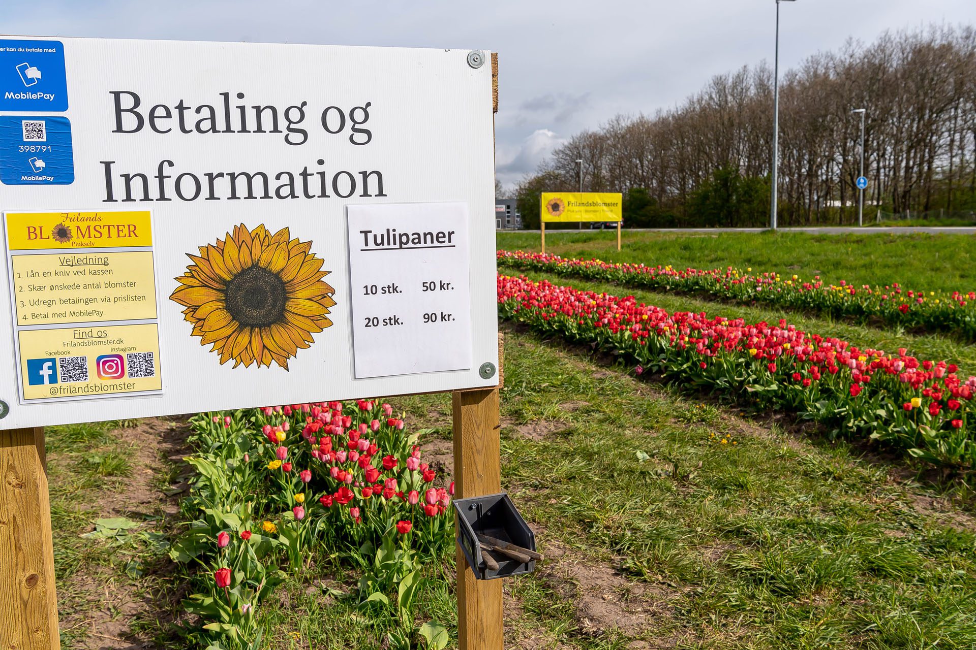 010522 Frilandstulipaner 03 foto BlumePress