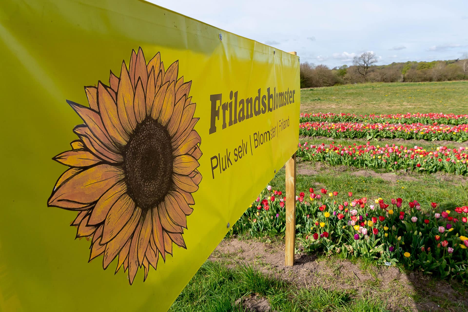010522 Frilandstulipaner 04 foto BlumePress