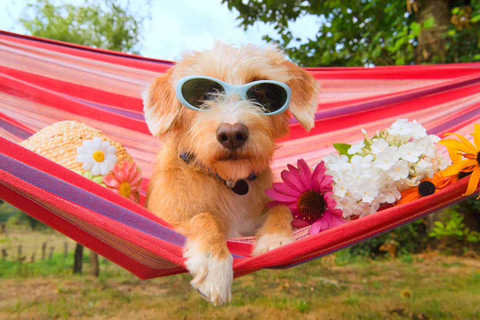 sommerskader for danske hunde