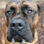 Hunden Carlo fundet bundet til lygtepæl i Vonsild får nyt liv