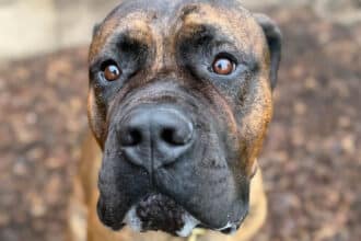 Hunden Carlo fundet bundet til lygtepæl i Vonsild får nyt liv