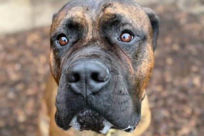 Hunden Carlo fundet bundet til lygtepæl i Vonsild får nyt liv