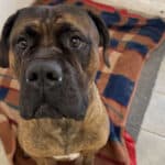 Hunden Carlo - 3-årig Cane Corso i farven rød brindle - efterladt i Vonsild