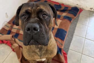 Hunden Carlo - 3-årig Cane Corso i farven rød brindle - efterladt i Vonsild