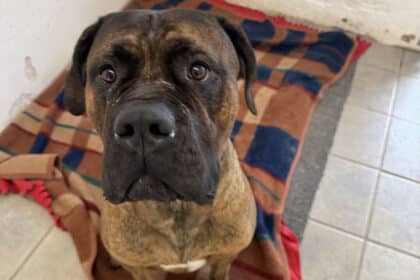 Hunden Carlo - 3-årig Cane Corso i farven rød brindle - efterladt i Vonsild