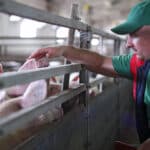 Ny statslig styrelse for dyrevelfærdskontrol placeres i Vejen Kommune og giver 134 nye job