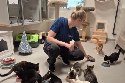 Internatleder Jannie har travlt med de mange katte på Kattens Værns internat i Billund - over 70 katte venter på nye hjem