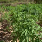 Retten i Kolding har idømt 33-årig mand fængsel og udvisning for cannabis i Vamdrup