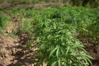 Retten i Kolding har idømt 33-årig mand fængsel og udvisning for cannabis i Vamdrup