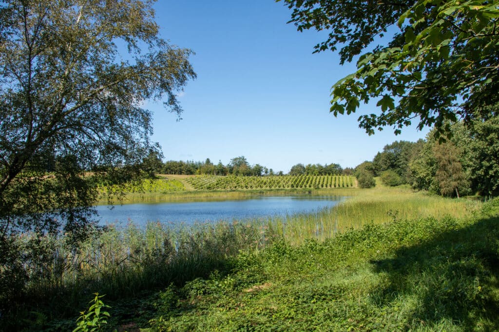 Vinmark og sø på Skærsøgaard Dons ved Kolding - vinhøst 2026