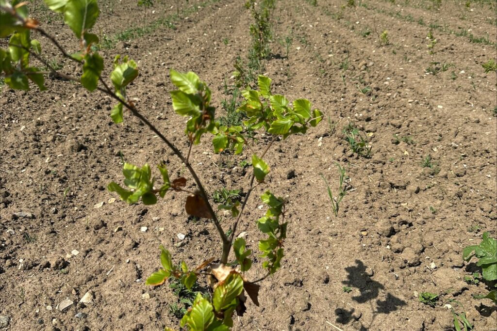 Nyplantet skov på Malkstedgårds arealer ved Vonsild der beskytter grundvandet til Kolding